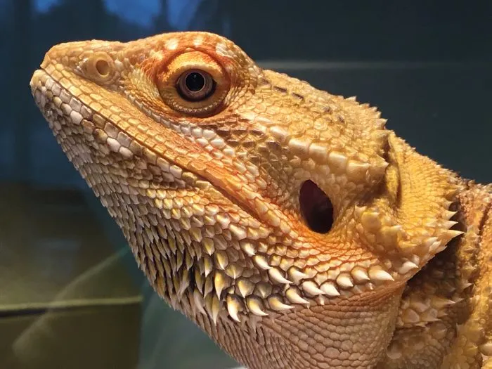 I Run A Small Animal Rescue: This Is What I See Every Day