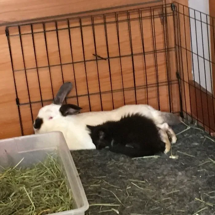 I Run A Small Animal Rescue: This Is What I See Every Day