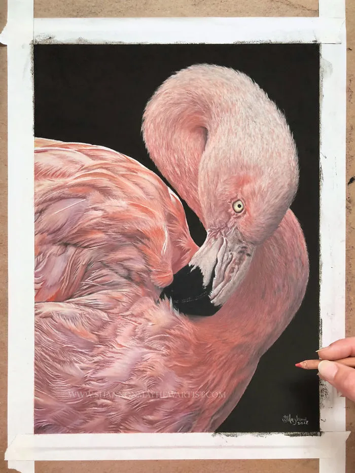 I Create Hyperrealistic Pencil Drawings Of Animals, Here Are 19 Of Them