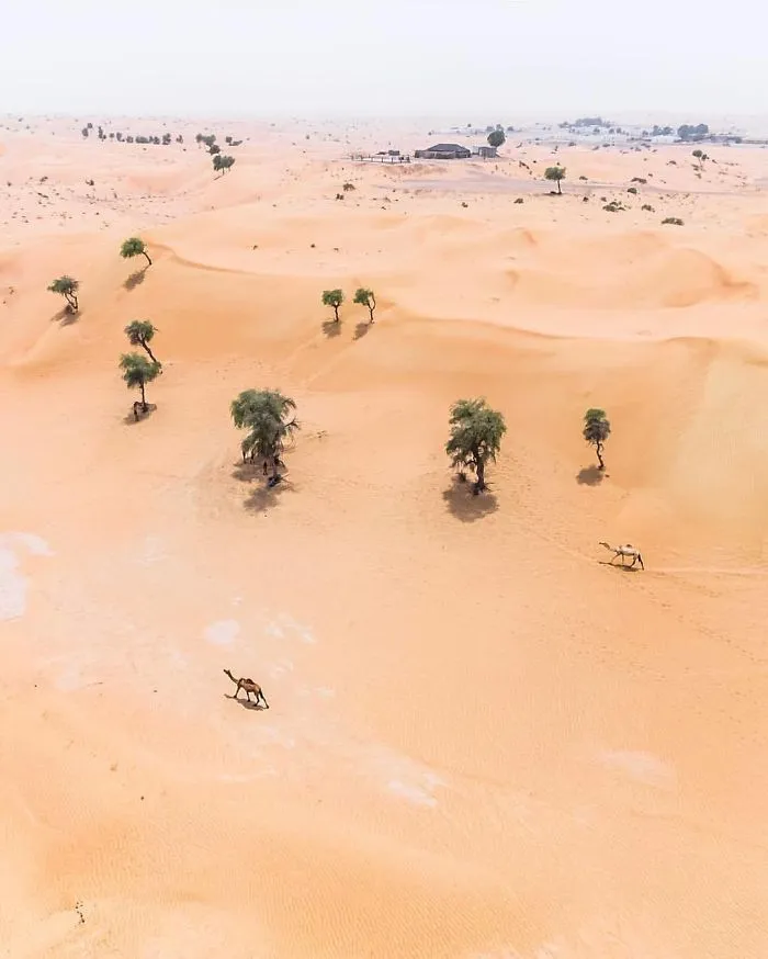 Wandering (Dubai, United Arab Emirates)