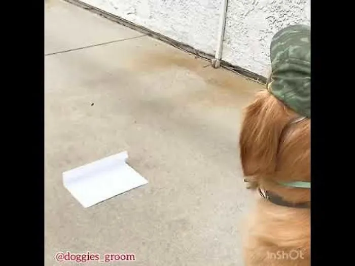Golden Retriever Shares Father's Day Message