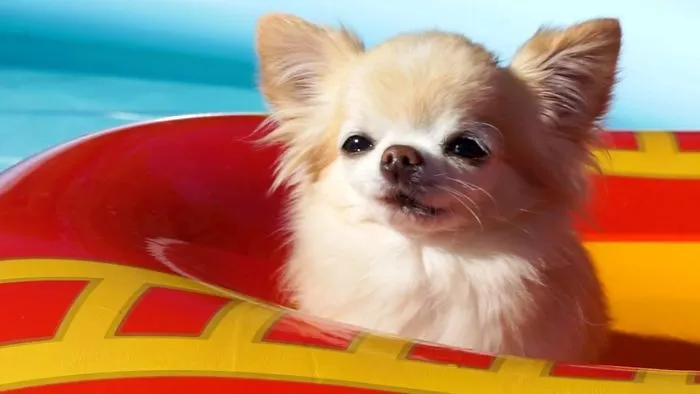Chihuahua Cedric Throws A Dog Pool Party