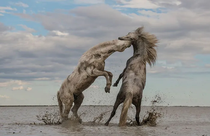 Stallions Playing, Grand Prize