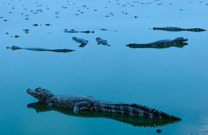 Meeting Of Alligators