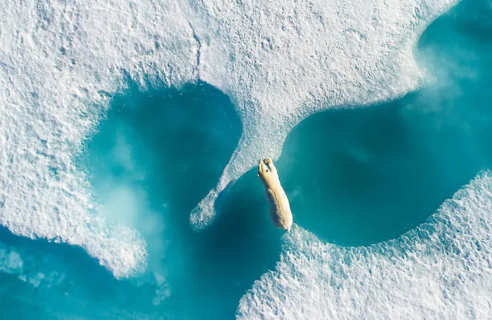 Polar Bear