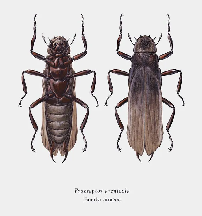 Artist Mutates Insects To Resemble Star Wars Characters – How Many Do You Recognize?