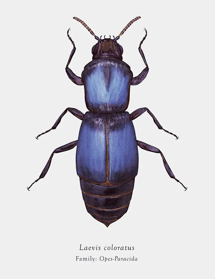 Artist Mutates Insects To Resemble Star Wars Characters – How Many Do You Recognize?