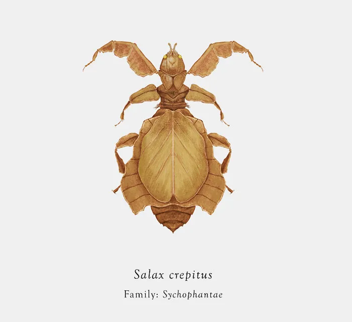 Artist Mutates Insects To Resemble Star Wars Characters – How Many Do You Recognize?