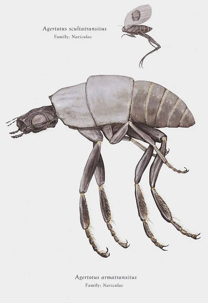 Artist Mutates Insects To Resemble Star Wars Characters – How Many Do You Recognize?