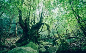 I Traveled To The Ancient Shiratani Unsuikyo Forest In Japan And Here Are 15 Pictures That I Took There