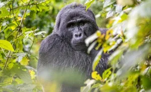 I Went Gorilla Tracking In The Pouring Rain In Uganda And Got Very Wet (But It Was Amazing)