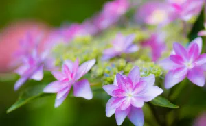 I Photographed The Peaceful World Of Flowers