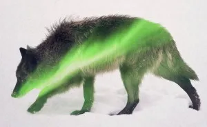 Animals In The Aurora