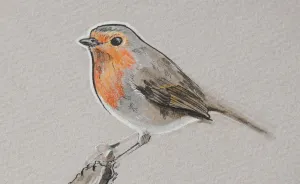 Incredibly Vivid Drawings Show Birds In All Their Beauty