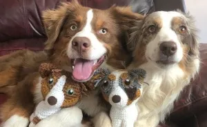 29 Stuffed Animals That I Created Based On Other People's Pets