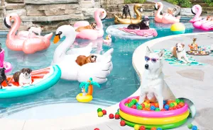 I Photographed A Pupper Pool Party!