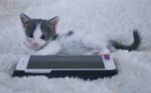 A Chance At Life:  A Kitten's Story