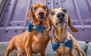 11 Wedding Pictures Of Adorable Dog Couples