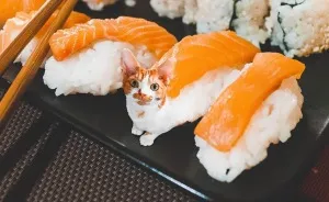 I Started Photoshopping Cats Into Food, And Somehow Ended Up Getting 74,000 Followers On Instagram