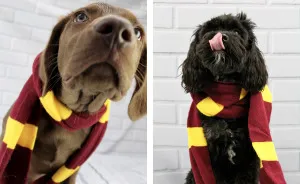 I Took Doggo School Pictures And These Are The Bloopers (So Far!)
