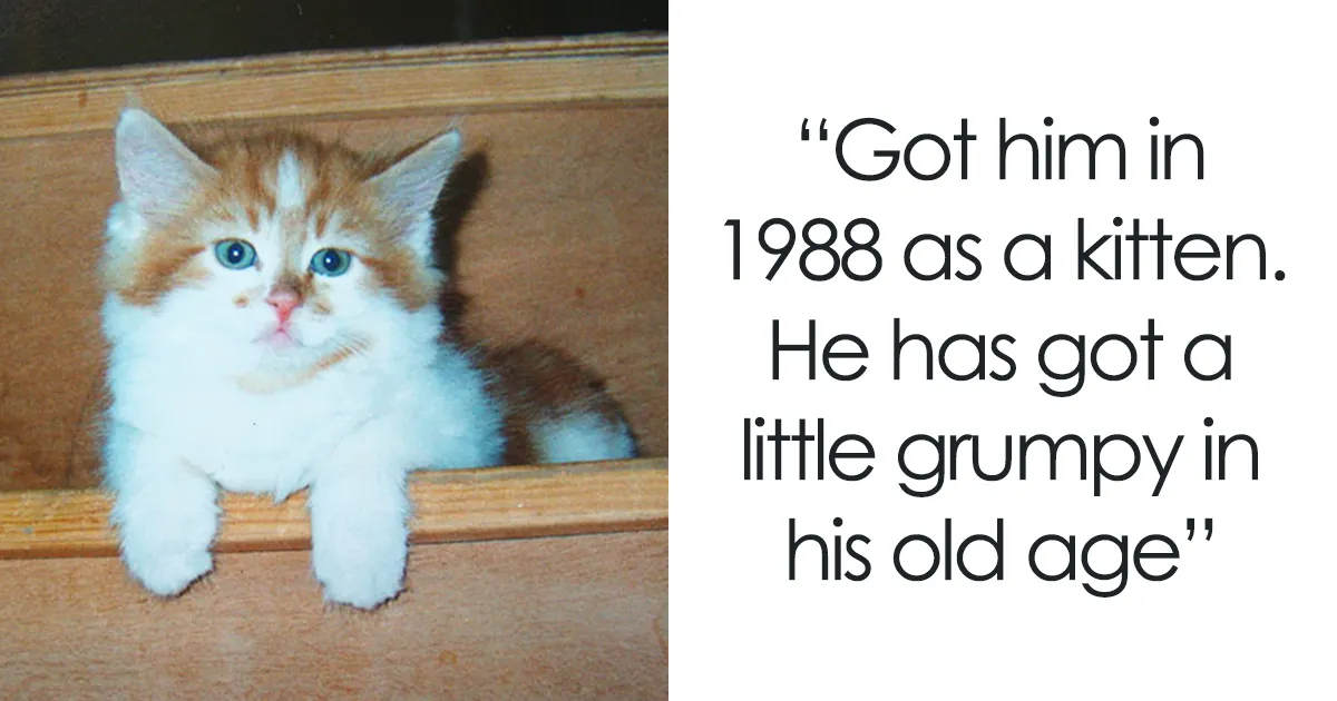 Owner Got A Cat In 1988, Probably Did Not Expect To Throw Him A Birthday Party 30 Years Later