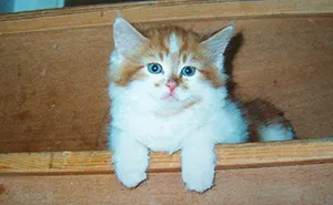 Owner Got A Cat In 1988, Probably Did Not Expect To Throw Him A Birthday Party 30 Years Later