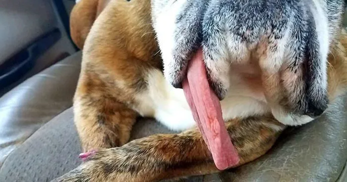 The World’s Ugliest Dog Has Just Been Announced, And It’s English Bulldog Zsa Zsa