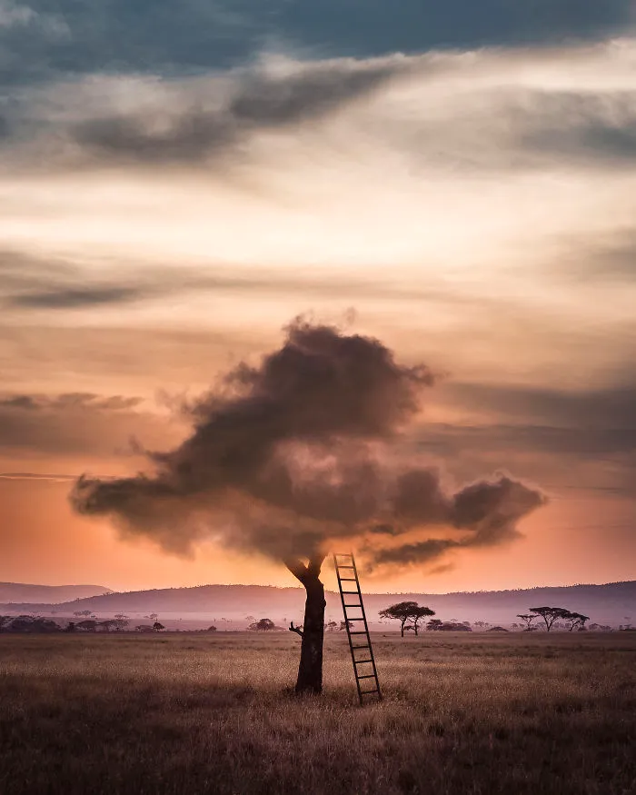 Cloud Tree Ii