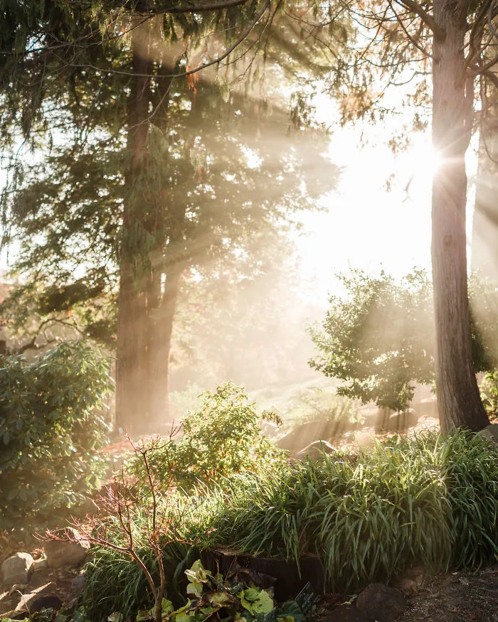 Morning Light