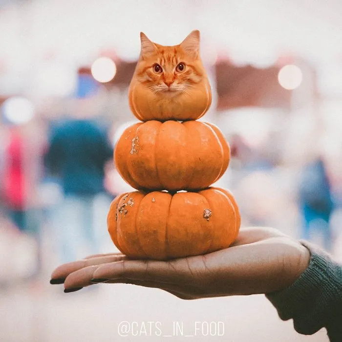 I Started Photoshopping Cats Into Food, And Somehow Ended Up Getting 74,000 Followers On Instagram