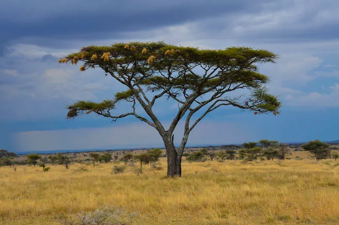 African Safari