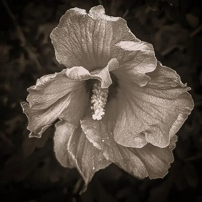 An Amateur Photographer From Kiev Creates Amazing Photos Of Plants Using A Smartphone