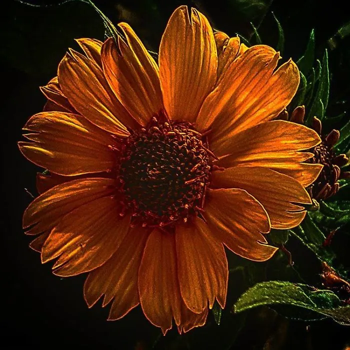 An Amateur Photographer From Kiev Creates Amazing Photos Of Plants Using A Smartphone