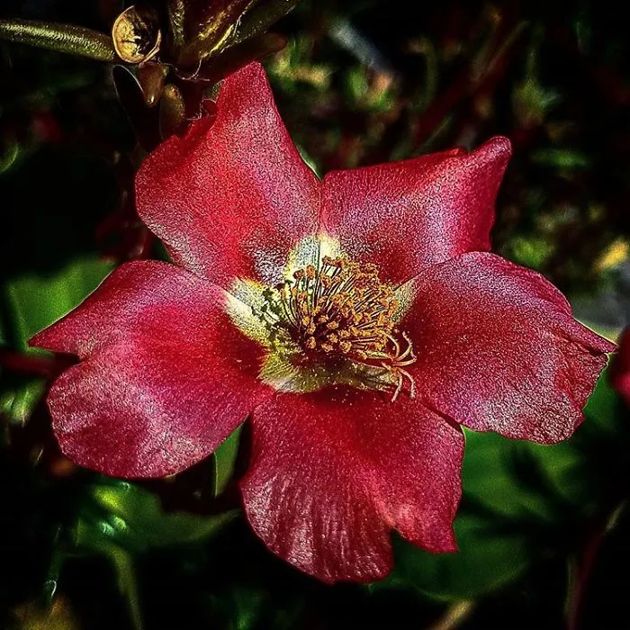 An Amateur Photographer From Kiev Creates Amazing Photos Of Plants Using A Smartphone