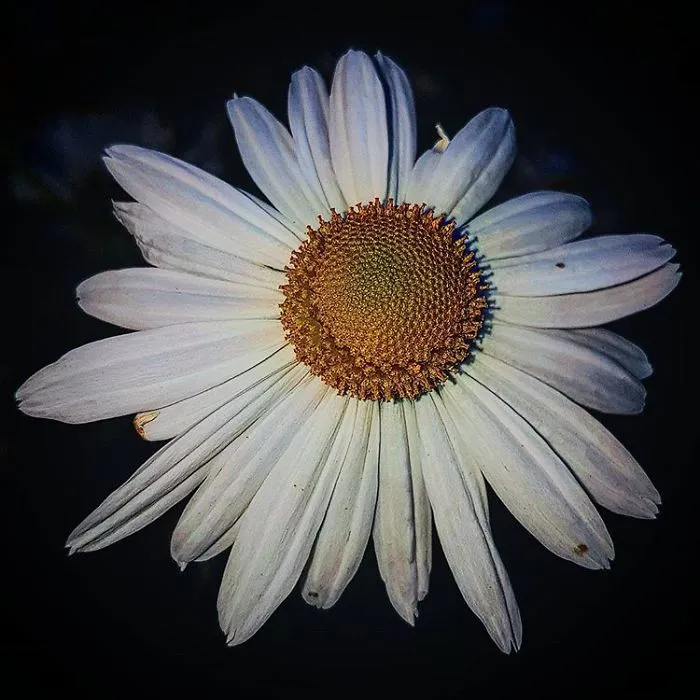 An Amateur Photographer From Kiev Creates Amazing Photos Of Plants Using A Smartphone