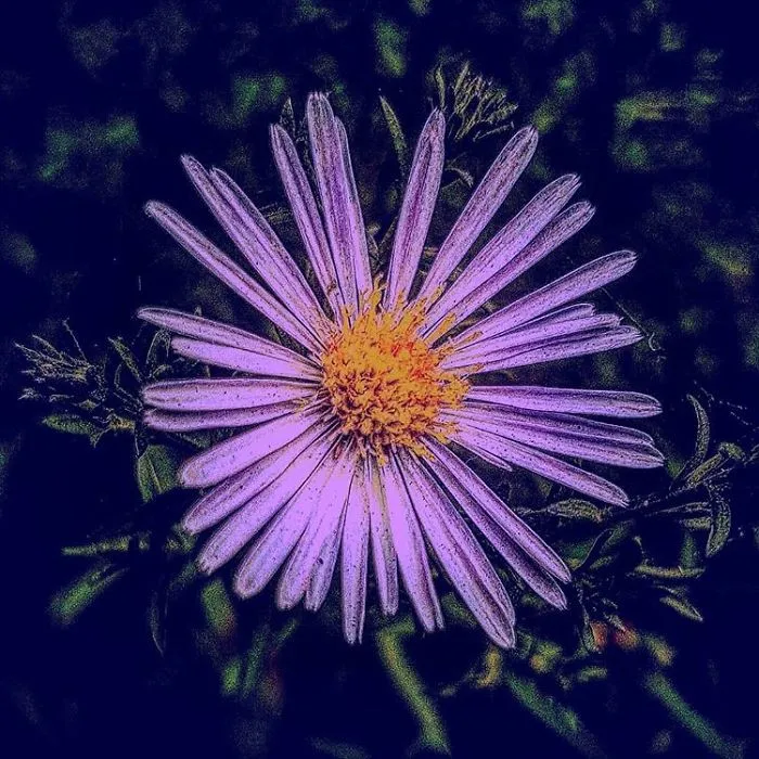 An Amateur Photographer From Kiev Creates Amazing Photos Of Plants Using A Smartphone
