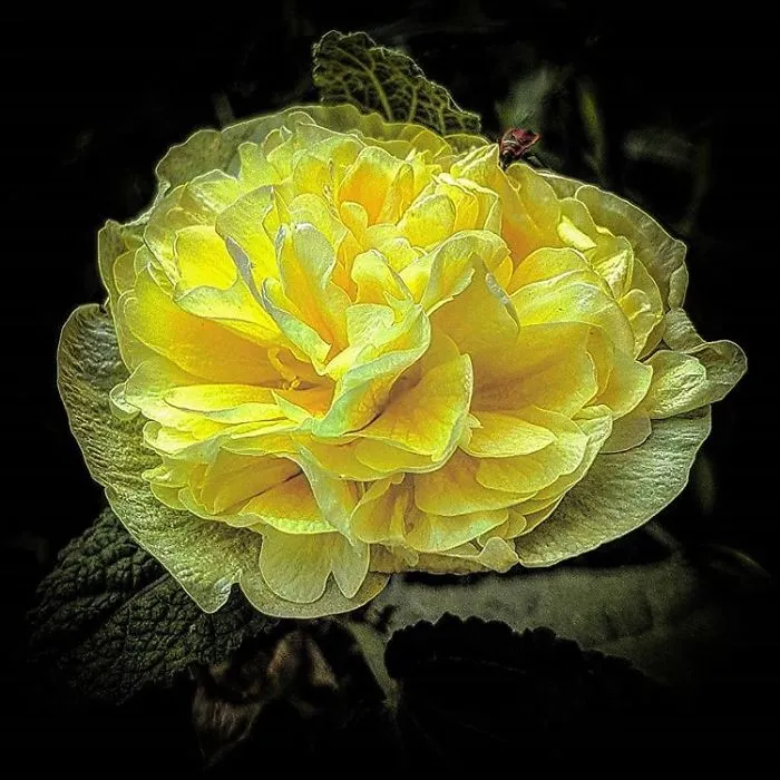 An Amateur Photographer From Kiev Creates Amazing Photos Of Plants Using A Smartphone