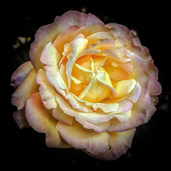 An Amateur Photographer From Kiev Creates Amazing Photos Of Plants Using A Smartphone