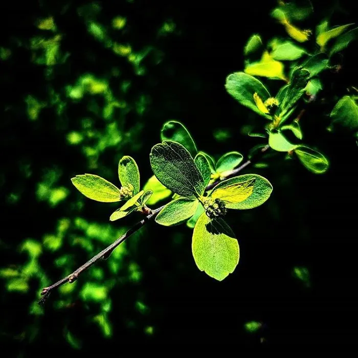 An Amateur Photographer From Kiev Creates Amazing Photos Of Plants Using A Smartphone