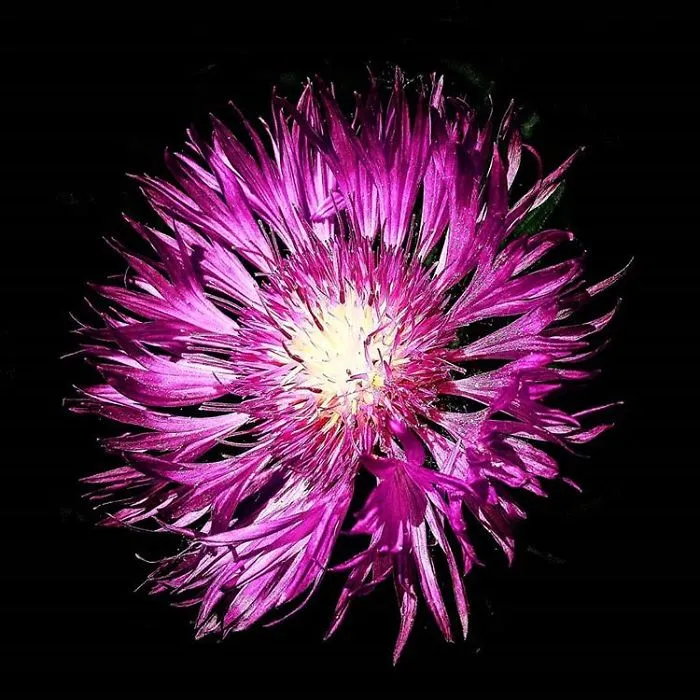 An Amateur Photographer From Kiev Creates Amazing Photos Of Plants Using A Smartphone