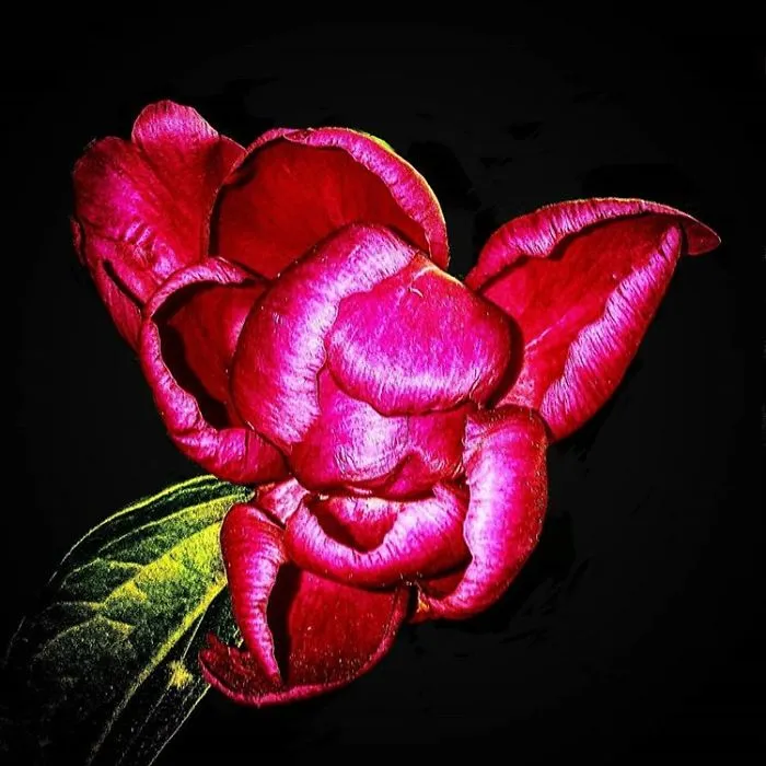 An Amateur Photographer From Kiev Creates Amazing Photos Of Plants Using A Smartphone