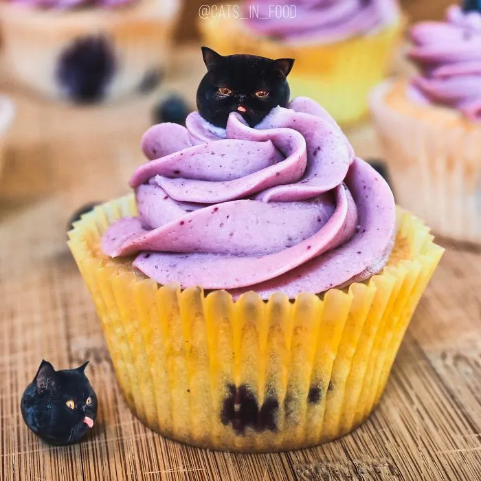 I Started Photoshopping Cats Into Food, And Somehow Ended Up Getting 74,000 Followers On Instagram