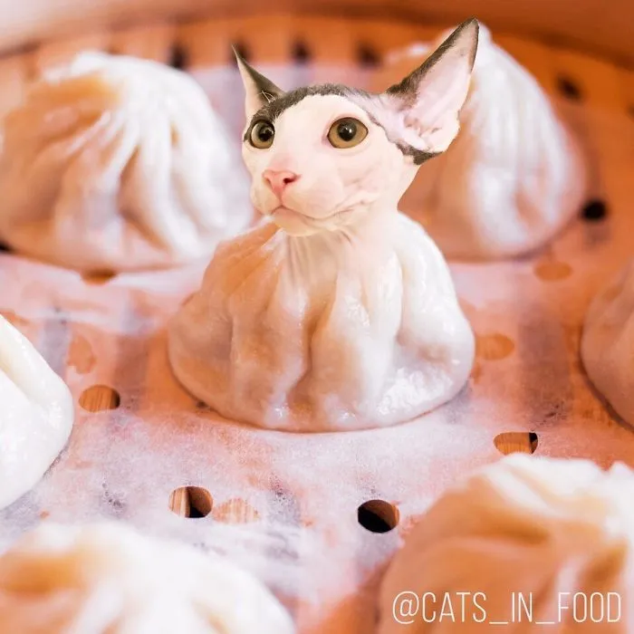 I Started Photoshopping Cats Into Food, And Somehow Ended Up Getting 74,000 Followers On Instagram