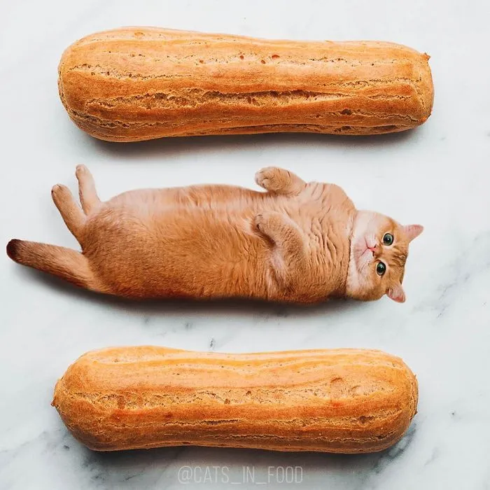 I Started Photoshopping Cats Into Food, And Somehow Ended Up Getting 74,000 Followers On Instagram