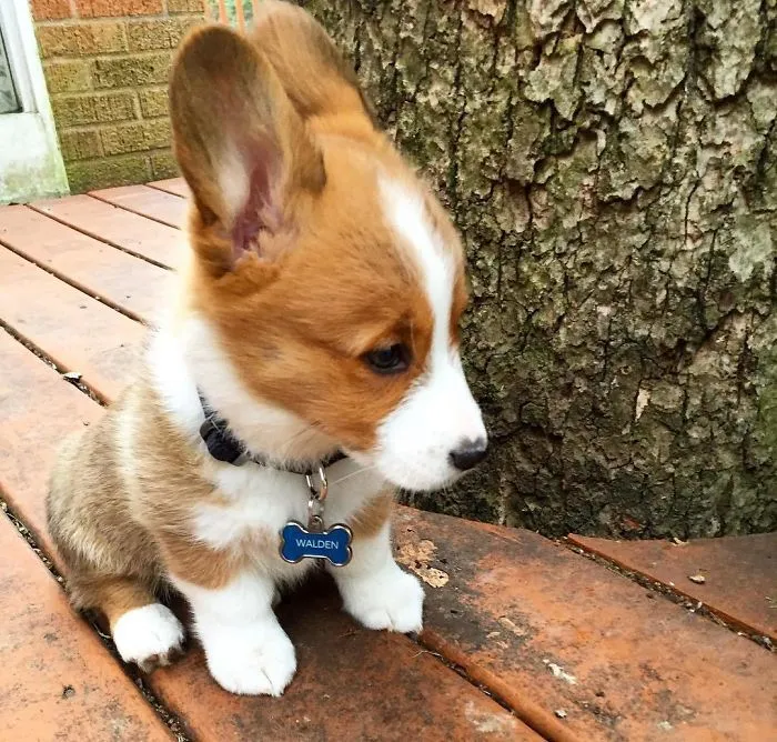 Is It A Corgi? Is It A Bunny?