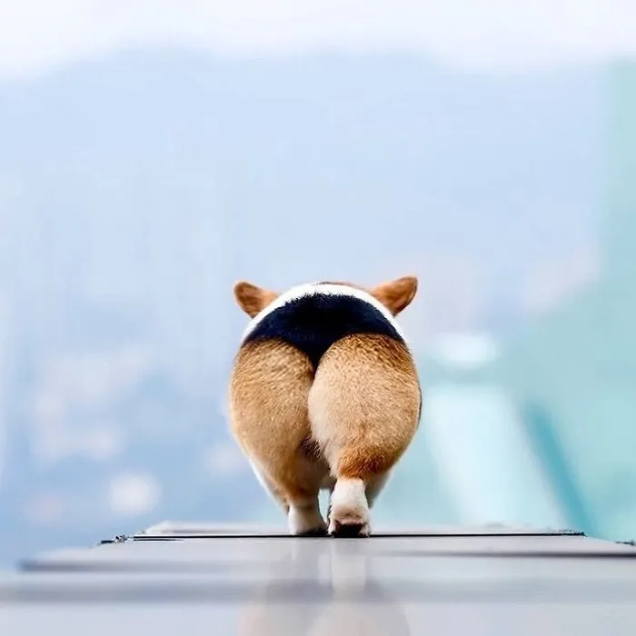 Perfectly Shaped Momo!