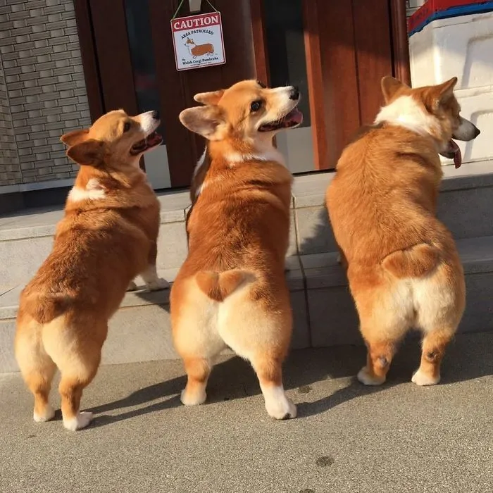 Culetes adorables