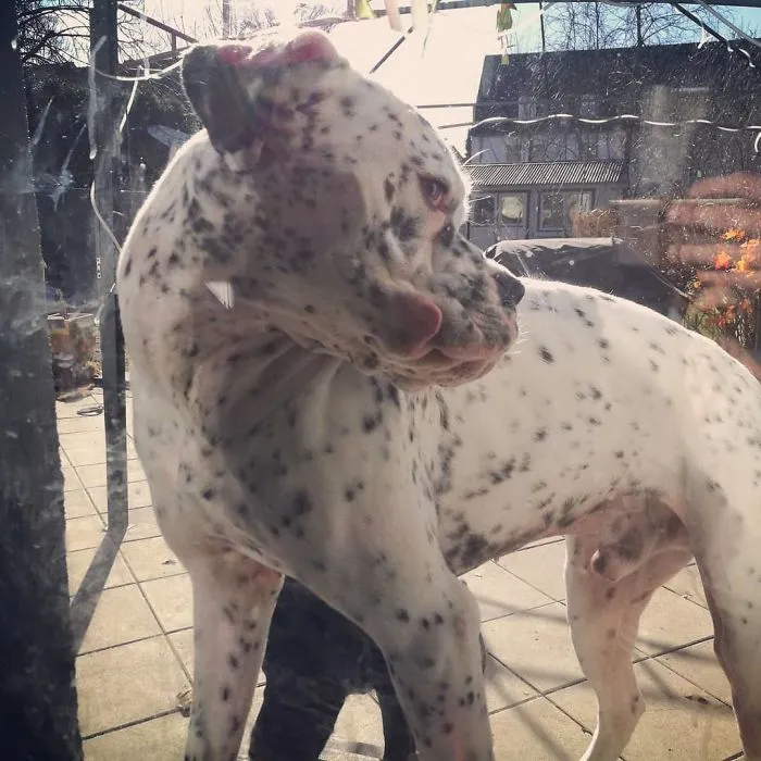 Playful spotted boxer dog pressing its face against glass on a sunny patio, showcasing its quirky and adorable side.
