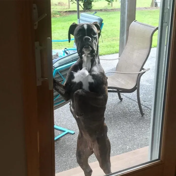 Boxer dog standing on hind legs outside a glass door, appearing curious and adorable.