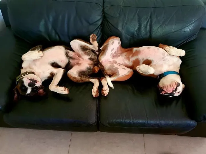 Two adorable boxers lying upside down on a sofa, showing their goofy and charming personalities.